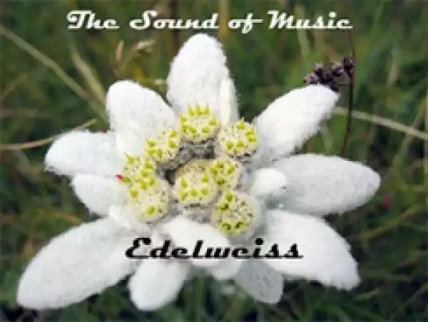 The Sound of Music - Edelweiss